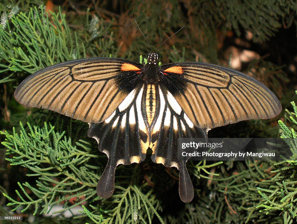 Large striped butterfly