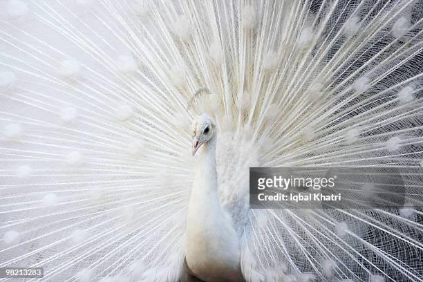 White Peacock Photos and Premium High Res Pictures - Getty Images