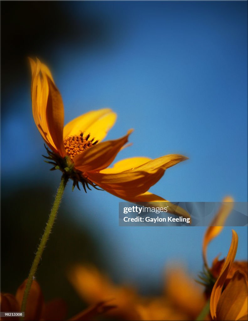 Yellow daisy against blue sky