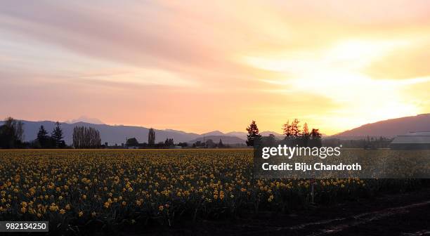 a golden sunrise over a host , of golden daffodils... - host crops stock pictures, royalty-free photos & images