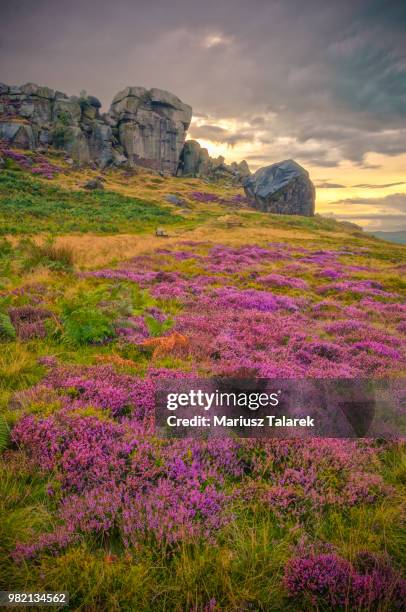 Cow Bug Rocks 240 Cow And Calf Rocks Stock Photos, High-Res Pictures, and Images ...