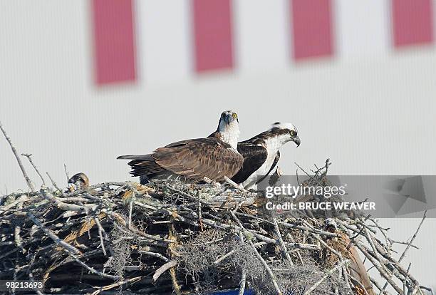 Pair of nesting Ospreys and one of their young sit in their nest on April 02, 2010 near Kennedy Space Center's Vehicle Assembly Building in Florida....