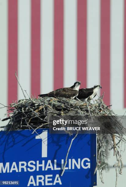 Pair of nesting Ospreys sit in their nest on April 02, 2010 near Kennedy Space Center's Vehicle Assembly Building in Florida. AFP PHOTO/Bruce WEAVER