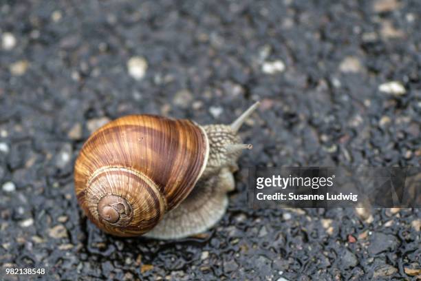 burgundy snail (helix pomatia) on asphalt - essbare weinbergschnecke stock-fotos und bilder