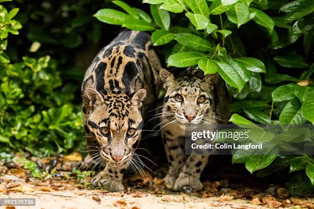 clouded leopard series - neofelis nebulosa stock pictures, royalty-free photos & images