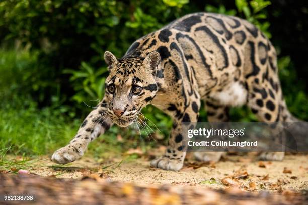 clouded leopard series - clouded leopard stock-fotos und bilder