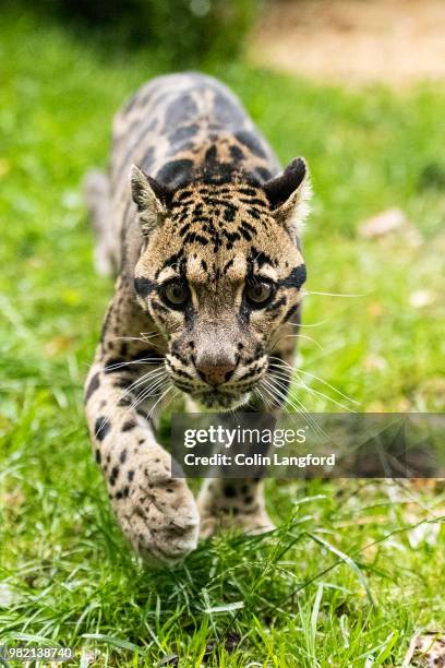 clouded leopard series - nebelparder stock-fotos und bilder