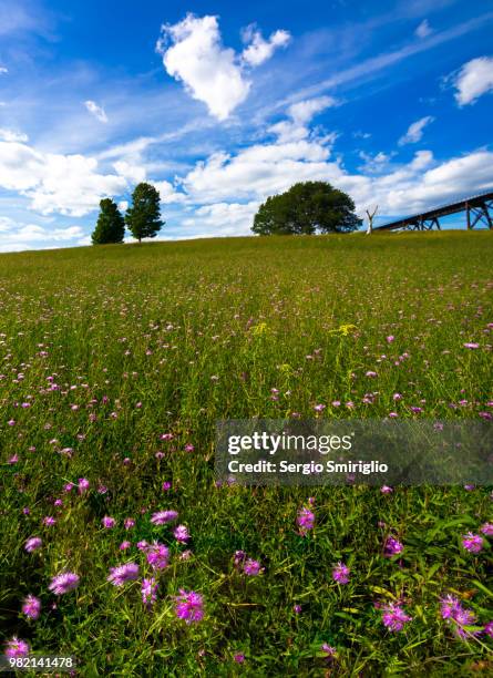 Flowers Less 1,248 Flower Less Plant Stock Photos, High-Res Pictures, and Images ...