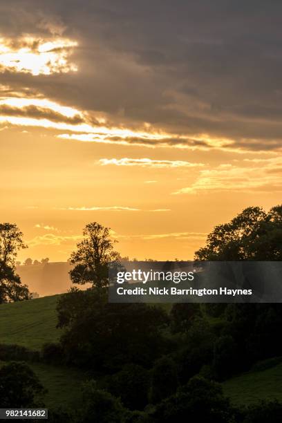 cow at sunset - nick haynes stock pictures, royalty-free photos & images