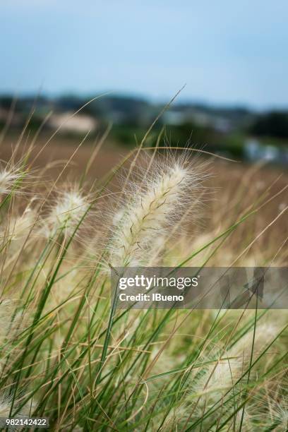 the wind of the country - fountain grass stock pictures, royalty-free photos & images