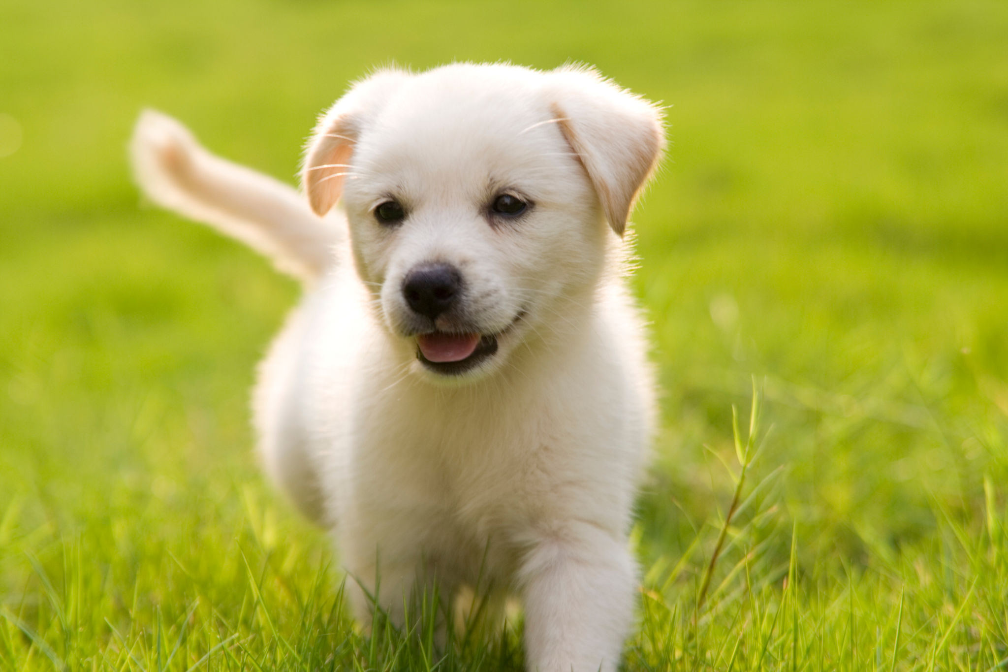 puppy exercise