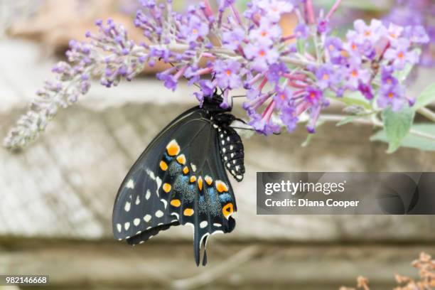 fresh wings - black swallowtail butterfly stockfoto's en -beelden