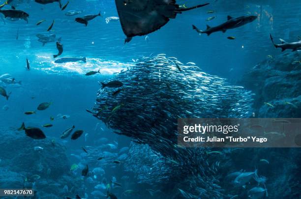 a school of sardine making a big fish - big fish stock pictures, royalty-free photos & images