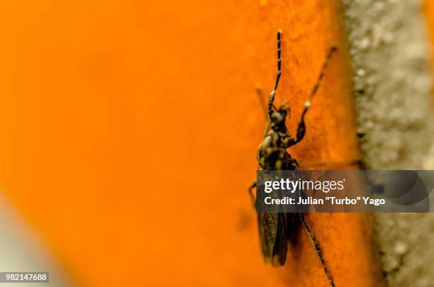 long horned beetle - horned beetle stock-fotos und bilder