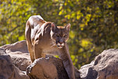 Puma Concolor (Cougar)