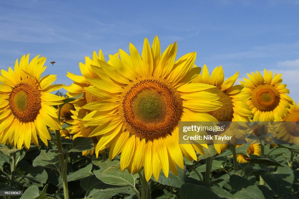 Sunflowers