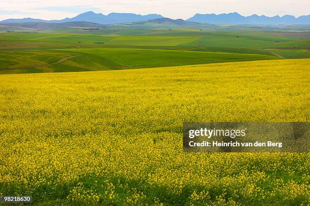 distant view of canola (rapeseed) fields, overberg region, western cape province, south africa - early termination foto e immagini stock