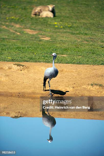 blue crane (anthropoides paradiseus), with reflection in waterhole, overberg, western cape province, - freek van den bergh stock pictures, royalty-free photos & images