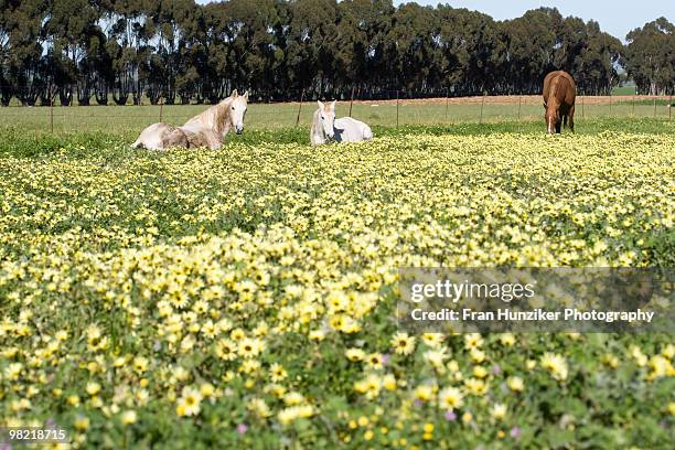 white and brown horse in field of gazanias near moreesberg, western cape - hunziker stock pictures, royalty-free photos & images