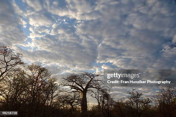 clouds behind boabab next to dry riverbed, messina, limpopo - hunziker stock pictures, royalty-free photos & images