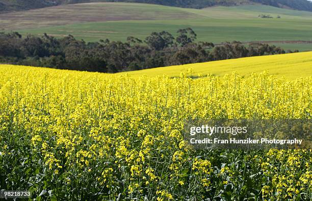 yellow canola fields near caledon, western cape - hunziker stock pictures, royalty-free photos & images