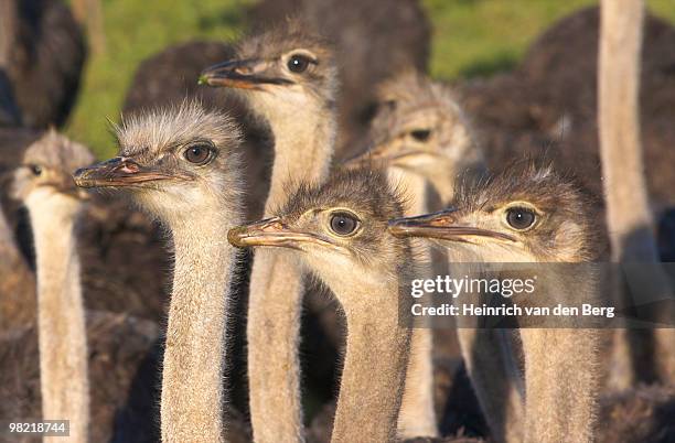close -up of inquisitive common ostriches (struthio camelus), overberg region, western cape province - overberg stock pictures, royalty-free photos & images