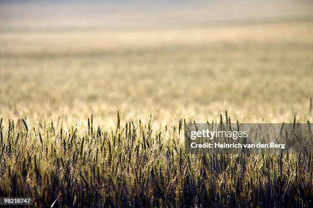 creative view of wheat field, overberg, western cape province, south africa - overberg stock pictures, royalty-free photos & images