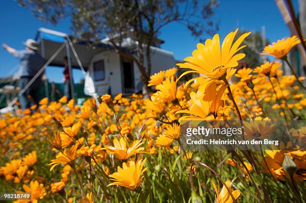 close-up of namaqualand daisies with campers in the background, namaqualand, northern cape province, - freek van den bergh stock pictures, royalty-free photos & images