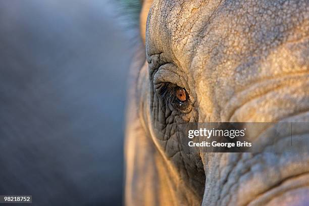 african bush elephant (loxodonta africana) head, greater addo elephant national park, eastern cape p - eastern cape stockfoto's en -beelden