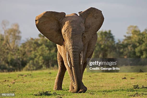 african bush elephant (loxodonta africana) bull grazing, greater addo elephant national park, easter - addo-elefanten-nationalpark stock-fotos und bilder