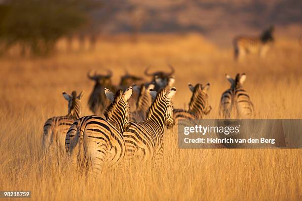 rear view of plains zebra (equus quagga), tala game reserve, kwazulu-natal province, south africa - freek van den bergh stock pictures, royalty-free photos & images