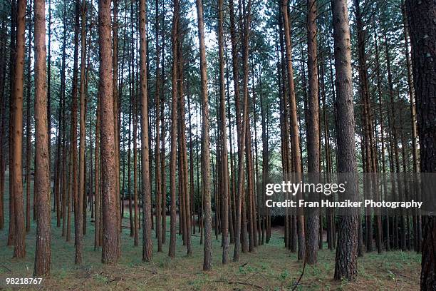 pine trees in commercial forest, louis trichard, limpopo - hunziker stock pictures, royalty-free photos & images