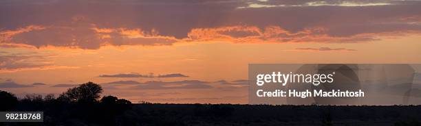 shimuwini bushveld camp, kruger national park, south africa - bosveld van zuidelijk afrika stockfoto's en -beelden