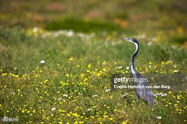 black-headed heron, (ardea melanocephala) amongst wildflowers, west coast national park, western cap - freek van den bergh stock pictures, royalty-free photos & images