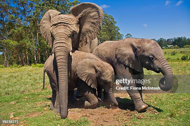 elephants playing at knysna elephant park, western cape province, south africa - western cape province 個照片及圖片檔