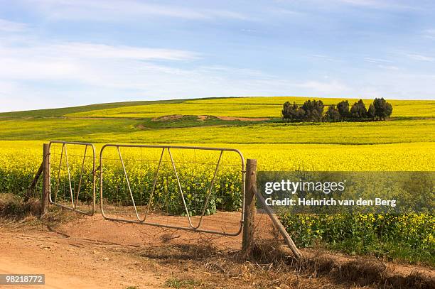 view of canola (rapeseed) fields and farm gate, overberg region, western cape province, south africa - western cape province fotografías e imágenes de stock