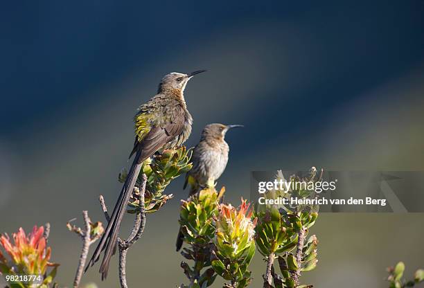 close up of cape sugarbird (promerops cafer), sitting on protea plant, western cape province, south  - western cape province stock-fotos und bilder