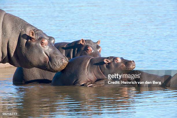 close-up view of hippopotamus (hippopotamus amphibius) sunning themselves, tala game reserve, kwazul - sable antelope stock pictures, royalty-free photos & images
