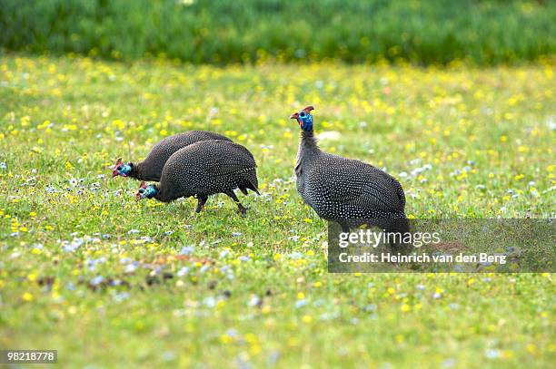helmeted guineafowl, foraging among wildflowers, de hoop   nature reserve, western cape province, so - freek van den bergh stock pictures, royalty-free photos & images