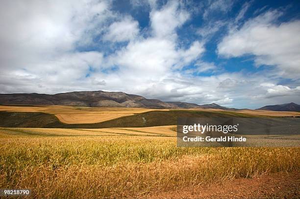 hilly landscape, eastern cape province, south africa - eastern cape stockfoto's en -beelden