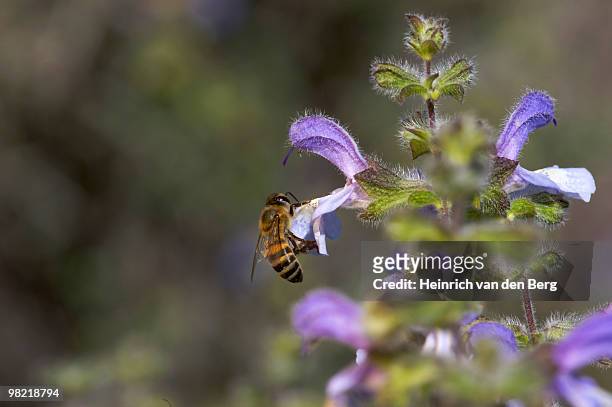 close-up of honey bee (apis melliferaon) on wildflower,  western cape province, south africa - western cape province 個照片及圖片檔