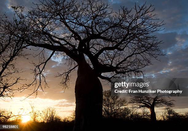 sunrising behind ancient boabab tree, messina limpopo - hunziker stock pictures, royalty-free photos & images