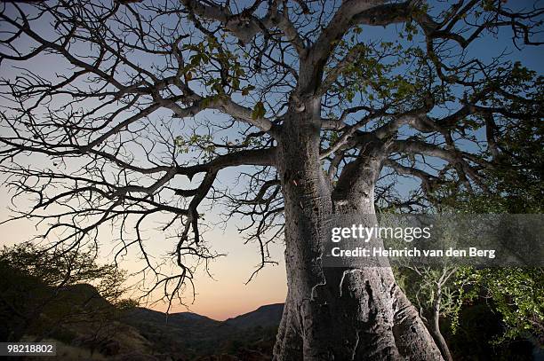 floodlit baobab tree next to epupa falls, kunene river, kaokoland, namibia - baobab fruit stock-fotos und bilder