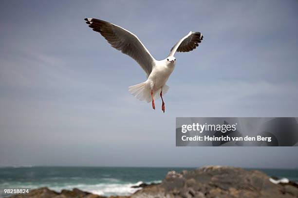 hartlaub's gull (larus hartlaubii) in flight, west coast, western cape province, south africa - freek van den bergh stock pictures, royalty-free photos & images