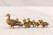 Duck And Ducklings On A Road