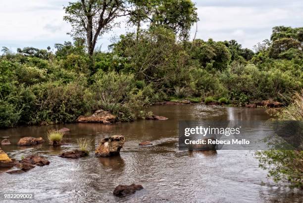 tranquility on iguacu river - puerto iguazu stock pictures, royalty-free photos & images