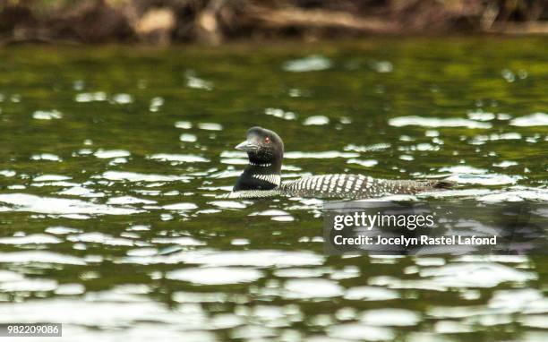 plongeon huard 7 - plongeon stock-fotos und bilder