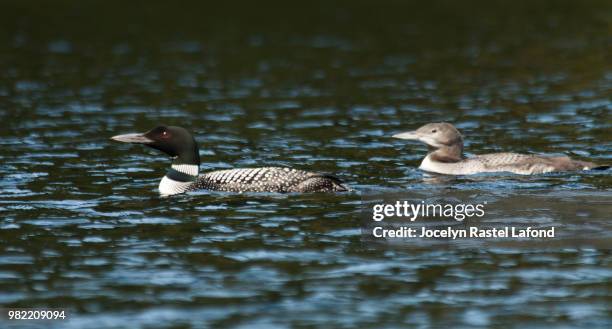 plongeon huard 8 - plongeon stock-fotos und bilder