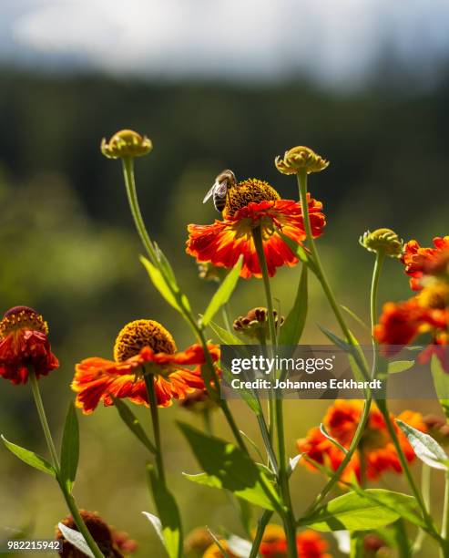 photo by: johannes eckhardt - alstroemeria stock pictures, royalty-free photos & images