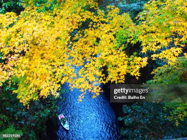 takachiho momiji - momiji tree stock pictures, royalty-free photos & images